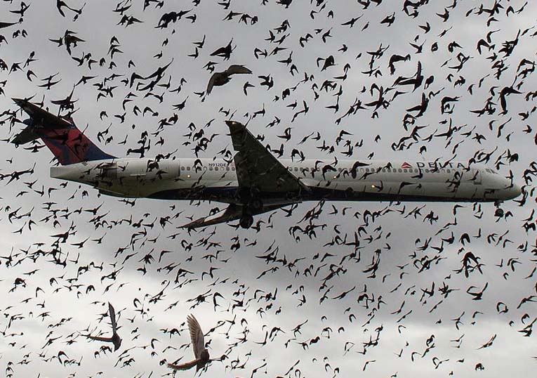 Птицам легче всего опознавать белые самолеты и соответственно отклониться от их курса