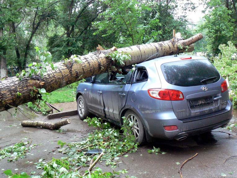 Что делать если на автомобиль упало дерево