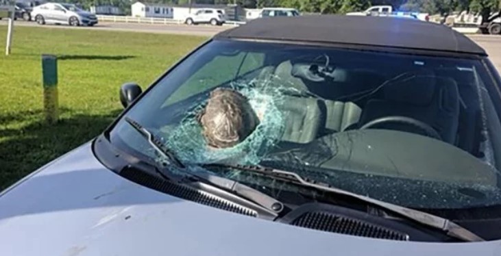 Черепаха на большой скорости пробила лобовое стекло автомобиля: фото