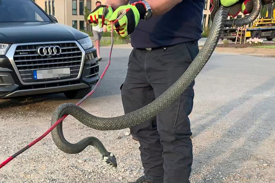 В Германии змея поселилась в автомобиле Audi. Фото