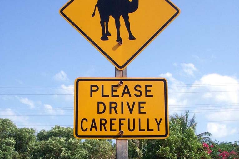 Осторожно! Верблюды на шоссе — США, Невада