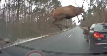 Стадо оленей перепрыгивает через машины на трассе (ВИДЕО)