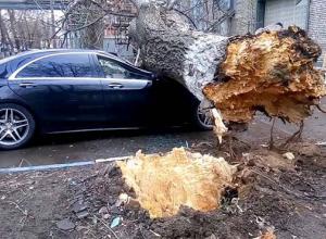 Как возместить ущерб, причиненный падением дерева на автомобиль?