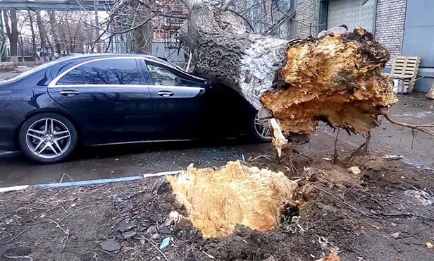 Как возместить ущерб, причиненный падением дерева на автомобиль?